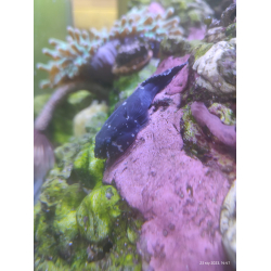 Arcos rubiginosus